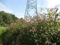 &copy; Zierfischfreunde Immenhausen-Holzhausen